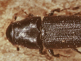 Bark Beetle