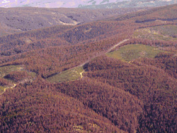 Bark Beetles