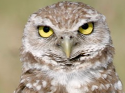 Burrowing Owl