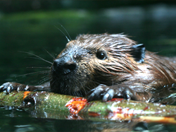 American Beaver