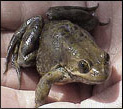 Columbia Spotted Frog