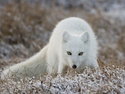 Artic National Wildlife Refuge