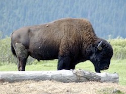 Artic National Wildlife Refuge