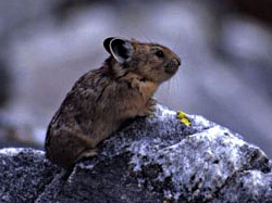 American Pika