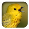 yellow warbler