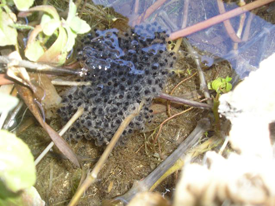 Relict Leopard Frog egg mass