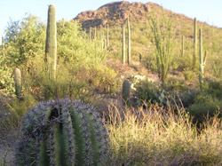 Sonoran Desert