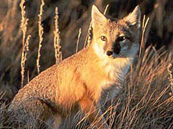 Swift Fox